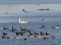 Trumpeter Swans